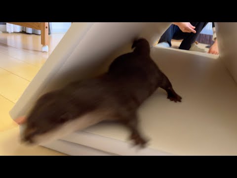 トンネルをくぐって出入りするカワウソの勢いが強い 笑 The otter going in and out through the tunnel is very vigorous. lol(YouTube)