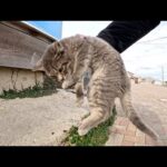 少し遠慮気味な灰色子猫をモフりまくって人間になれさせる(YouTube)
