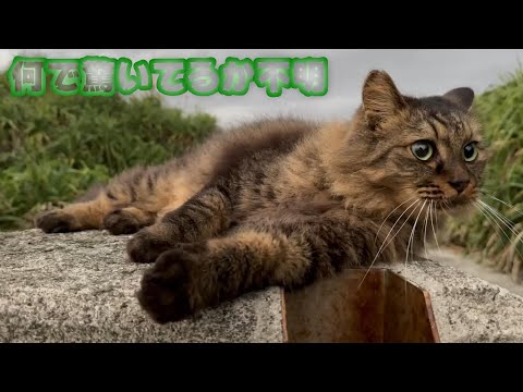 何を驚いているのか分からない山猫がいます【2024 01 19-1】(YouTube)