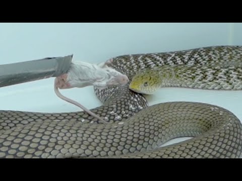 最も凶暴で最もビビりな蛇にマウスを食べさせたい(YouTube)