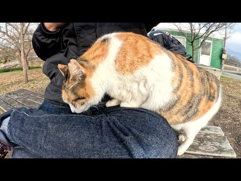 三毛猫がひざの匂いをクンクン嗅いで、他の猫との浮気を見破る(YouTube)