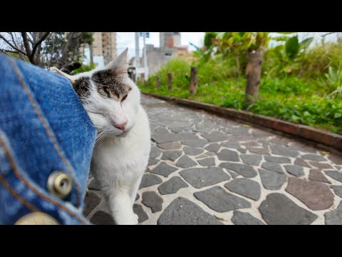 公園でよく喋る猫に出会った(YouTube)