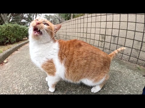 茶シロ猫が可愛い鳴き声で「モフってくれ～！」と要求してきた(YouTube)
