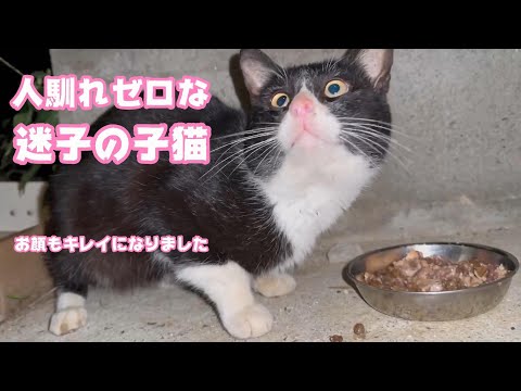人馴れしていない迷子の子猫 お顔もキレイになりました  【2024 01 12-1】(YouTube)