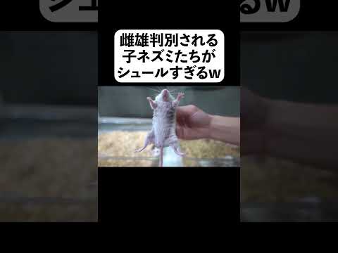 雌雄判別される子ネズミたちがシュールすぎるw(YouTube)
