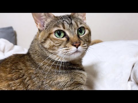 睡眠大好きな猫は寝る場所にこだわりすぎてクセが強すぎます…笑(YouTube)