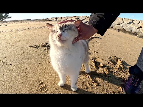 美しいシャムミックス猫が砂浜で人間とたわむれる(YouTube)