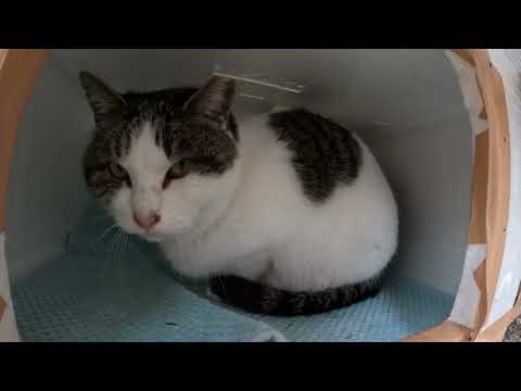 キジシロ猫が「外は寒いニャ！」と暖かい猫ハウスへ帰っていく(YouTube)