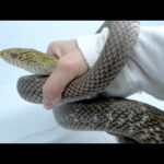 我が家で一番危険で触りたくない蛇(YouTube)
