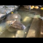 カピバラの露天風呂capybara bath(YouTube)