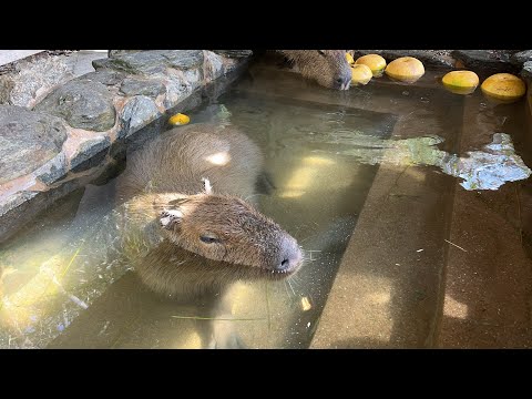 カピバラの露天風呂capybara bath(YouTube)