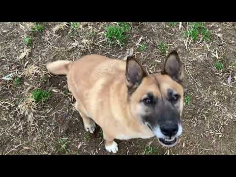 梅干くんホントいい犬です！(YouTube)
