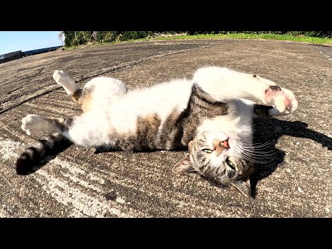 漁港に行くと、人懐っこい猫達がゴロンゴロンと転がってモフりを要求してきた(YouTube)