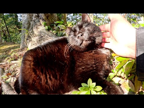 クマみたいな黒猫がモフりやすいようにベンチへ移動してくれた(YouTube)