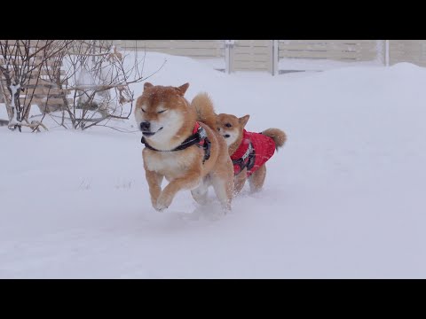柴犬妹、雪にビビる兄を見て痺れを切らす。(YouTube)