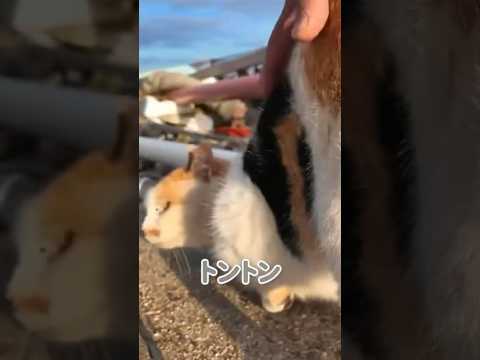 トントンされたら満足にゃ😸♪(YouTube)