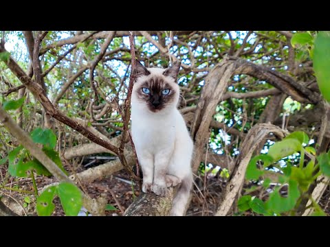 【今週の感動猫動画】今週撮った短い未公開動画まとめて公開-unreleased video of this week-2024/1/4w(YouTube)