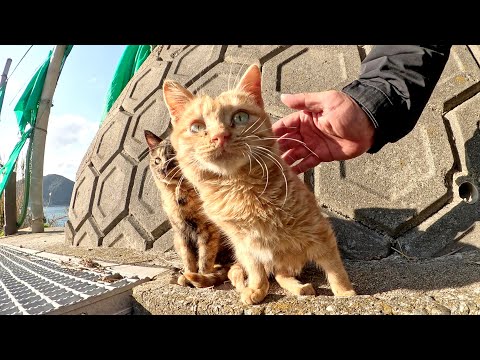 海沿いの道を歩いていたら、可愛い猫の大群に足止めされた(YouTube)