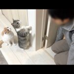 半年ぶりに大好きな弟と対面したら猫たちが大喜びでまさかのこうなりました…笑(YouTube)