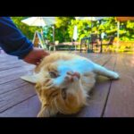 海近くのカフェ、外の席は時々猫カフェになります?!(YouTube)