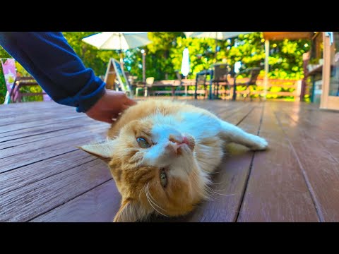 海近くのカフェ、外の席は時々猫カフェになります?!(YouTube)
