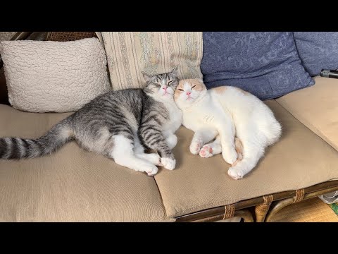 帰宅したら2人きりでお留守番してた猫たちがまさかのこうなってました…笑(YouTube)