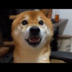 柴犬、体調不良の飼い主に違和感ある催促‥泣いた。(YouTube)