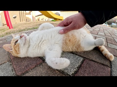 茶シロ猫が人間の周りを歩き回て「遊ぼ、遊ぼー！」と誘ってきた(YouTube)