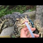 animaltaigaアニマルタイガ のライブ配信(YouTube)
