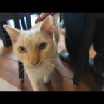 ホテルのカフェのオープンテラス席で寛いでいると白猫ちゃんが遊びにきた(YouTube)