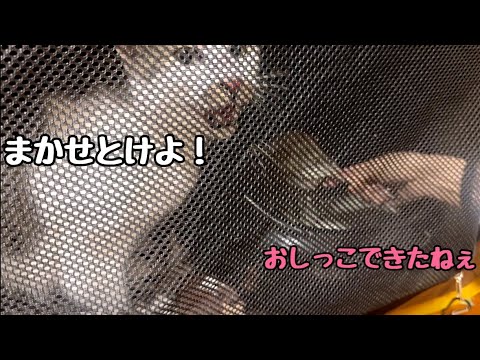 俺パナ氏！地域猫！トイレだって出来るんだ！(YouTube)