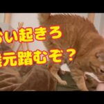 猫が飼い主を起こす為のモーニングルーティン(YouTube)