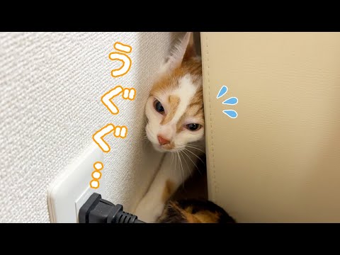 新年早々猫が挟まってたり高い場所に行ったり忙しいです！(YouTube)