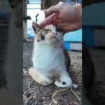 人を呼ぶ鳴き声が可愛すぎる三毛猫さん♪(YouTube)