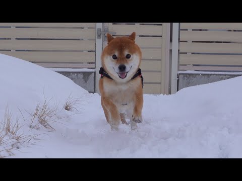 柴犬、猛吹雪なのにこうなる。(YouTube)