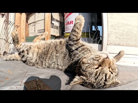 日当たりの良い場所で、キジトラ猫がお腹を天日干しにする(YouTube)