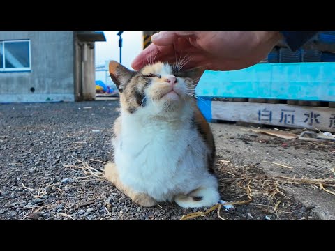 漁港にいた三毛猫ちゃん、頭を撫でるとすぐになついてきた(YouTube)