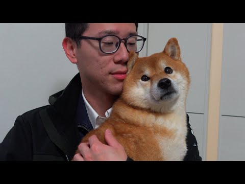 柴犬、実家で留守番すると2倍激しくなる。(YouTube)