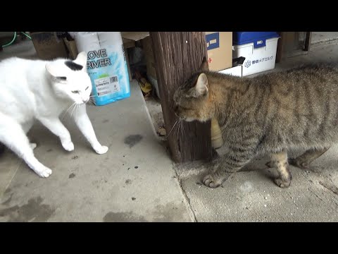 気の強かった猫が徐々に追い詰められてます(YouTube)