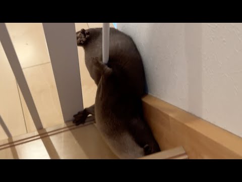 新しい狭いゲートをすり抜けようとがんばるカワウソが可愛い Cute otter trying his best to slip through the new narrow gate.(YouTube)