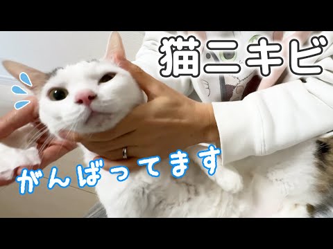 チロさんの猫ニキビの経過報告です！(YouTube)