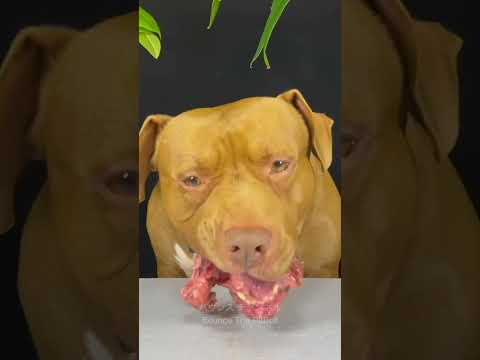 閲覧注意⚠️生肉を食べるピットブルの咀嚼音(YouTube)