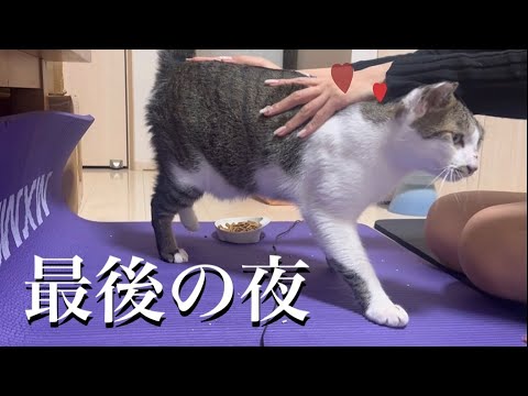 地域猫と過ごす最後の夜(YouTube)