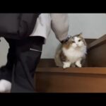「行くで」「おいで」の言葉でついて来てくれる猫(YouTube)