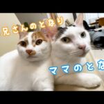 朝のママと猫たちの過ごし方(YouTube)