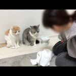 お皿をひっくり返して床を水浸しにした猫たちが母に怒られてこうなってました…(YouTube)