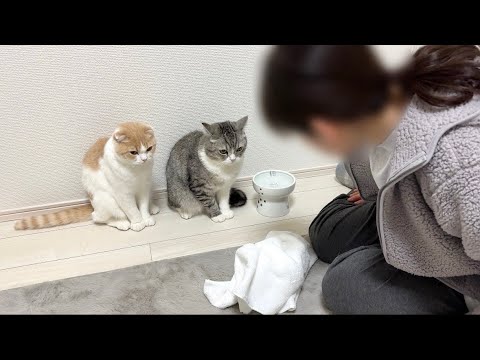 お皿をひっくり返して床を水浸しにした猫たちが母に怒られてこうなってました…(YouTube)