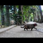 感動猫動画 のライブ配信(YouTube)