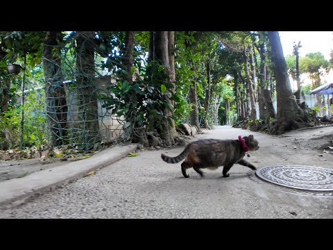 感動猫動画 のライブ配信(YouTube)