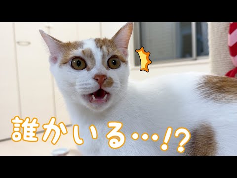 自分の鳴き声にビビってしまう子猫トロしゃん…！(YouTube)